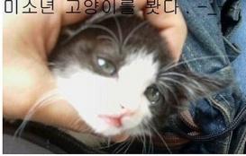 미소년 고양이