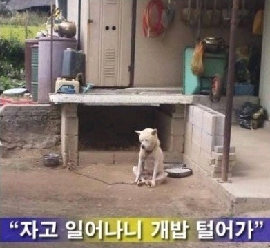 자기전에 올리고 자야쥐